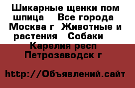 Шикарные щенки пом шпица  - Все города, Москва г. Животные и растения » Собаки   . Карелия респ.,Петрозаводск г.